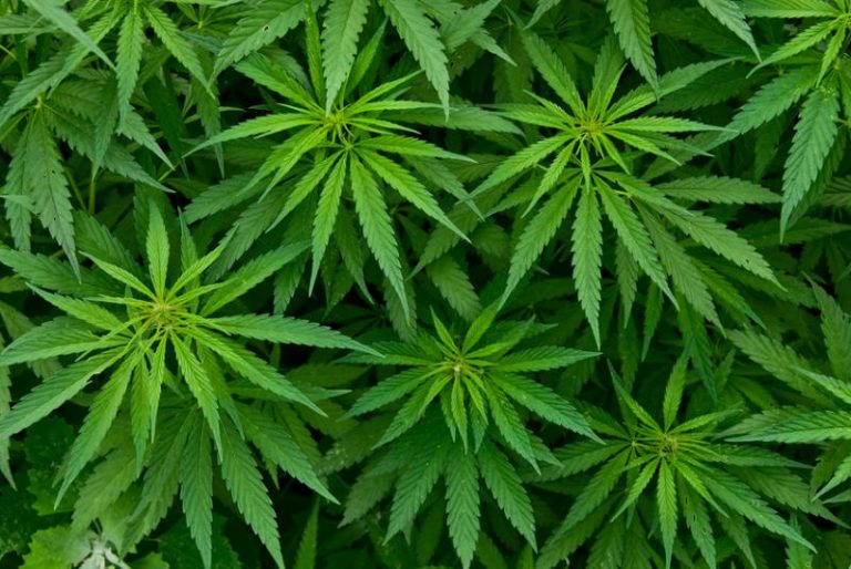 Parliament Legalize Cannabis Sativa