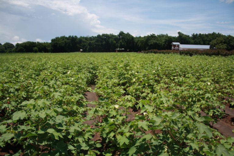 Cotton Sector Needs Rightful Investment
