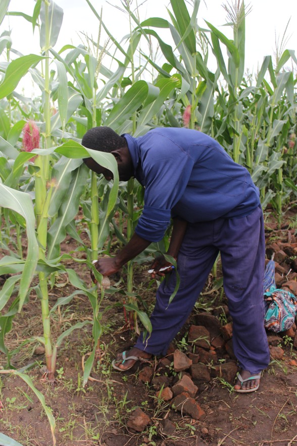 Universal Fertilizer Subsidy Targets 3.5 Million Smallholder Farmers