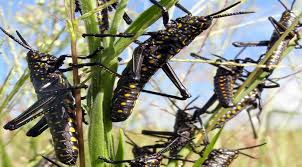 No Need To Panic Over Locusts, Ministry Of Agriculture Insists