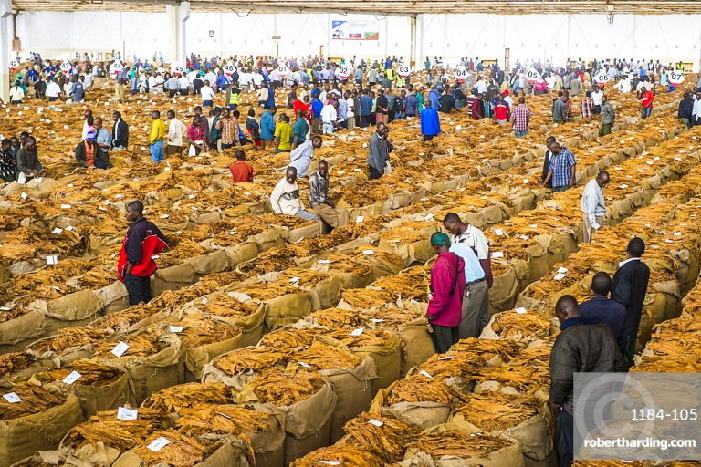 Malawi’s Tobacco Market to Open April 25