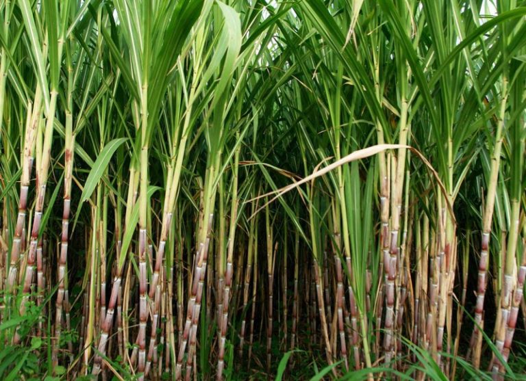 Sugarcane Industry Bill Under Scrutiny