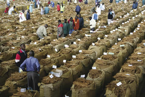 Tobacco Commission Begins Registration, Licensing Of Tobacco Growers