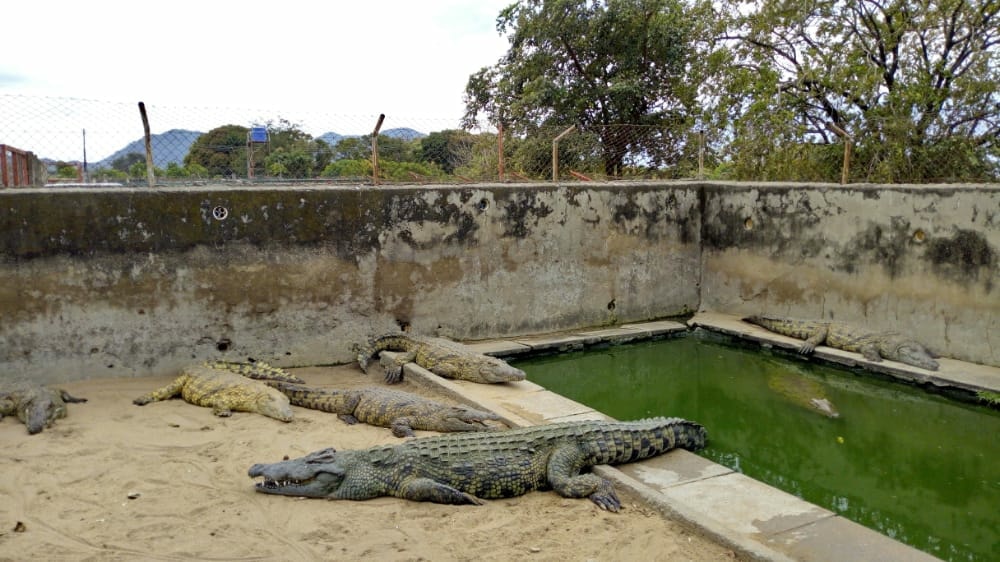 Mala Wildlife set to establish new crocodile farm in Binga