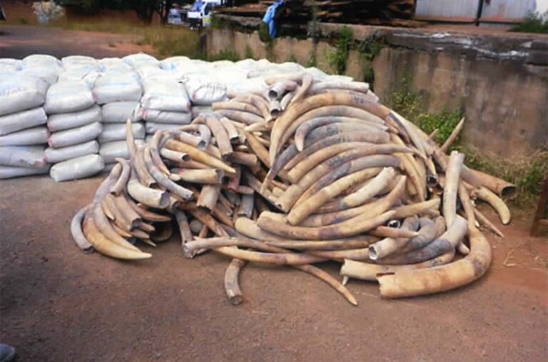 Ivory Trafficking Drops in Malawi- Kumchedwa