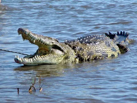 ‘Crocodile found to have made herself pregnant’