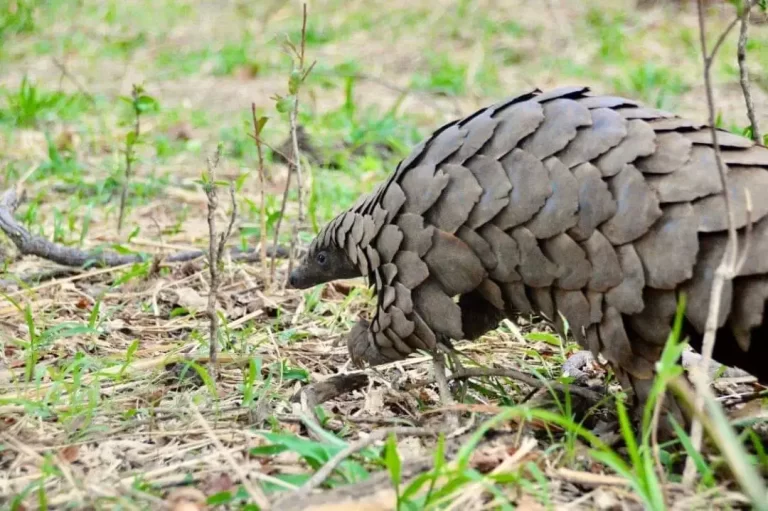 Mozambican, Rwandese sentenced 3 years over pangolin possession