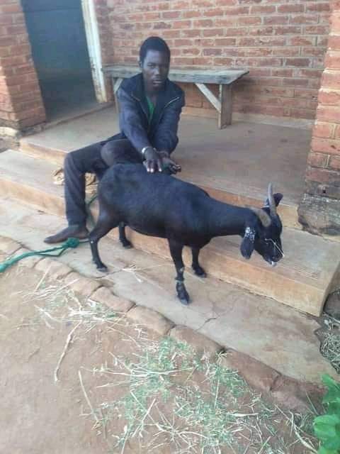 Photos: Malawian Man Caught Red-Handed Having Sex with a Goat