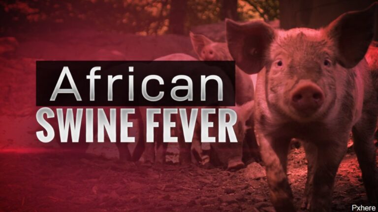 African Swine Fever Kills Over 70 Pigs in Mzimba