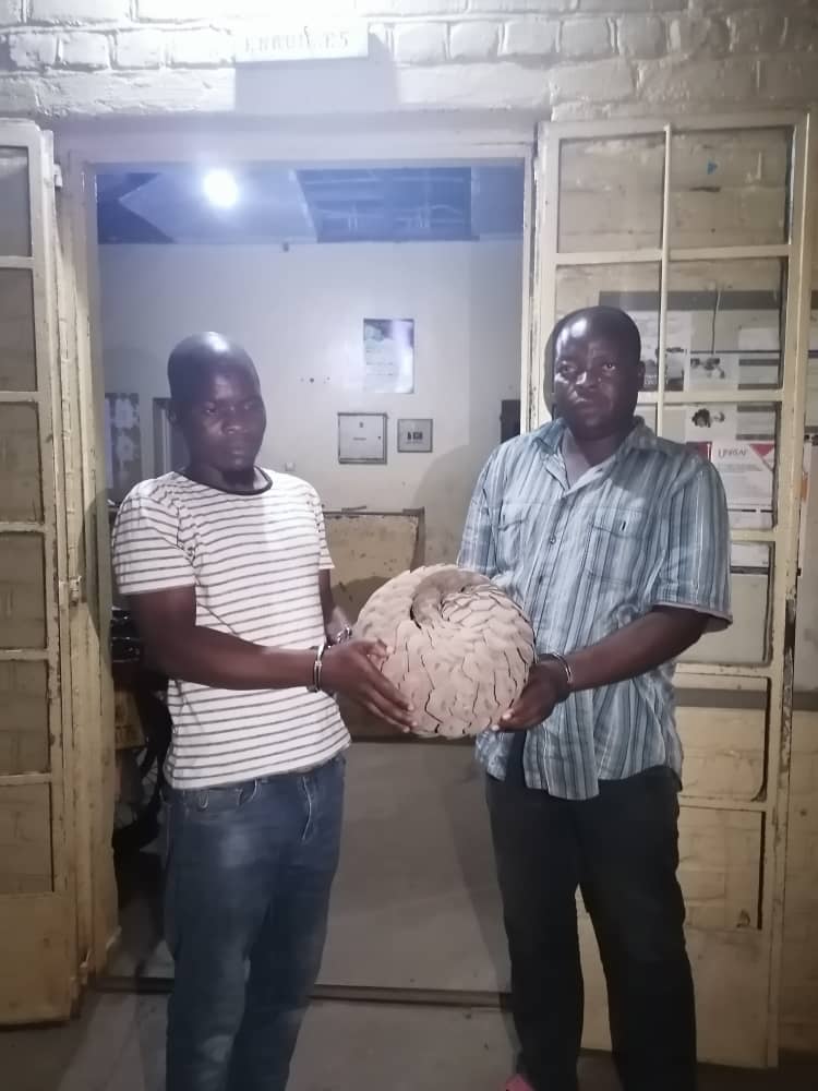 2 arrested for possessing Pangolin in Mangochi