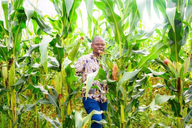 GOSHEN TRUST BEGINS TO BUY MAIZE FROM LOCAL FARMERS