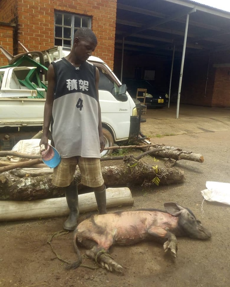 BIZARRE: Malawi Police ‘arrest’ a pig